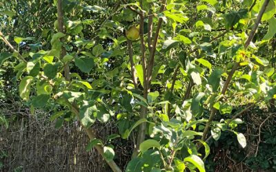 Der Lavanttaler Bananenapfelbaum