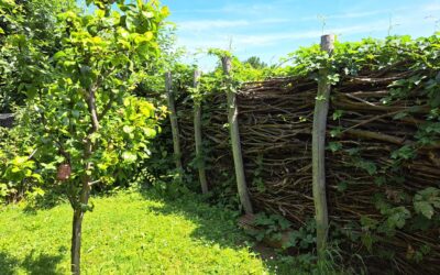 Von Totholz und Wildbienen