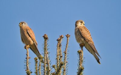 Besondere Sommergäste