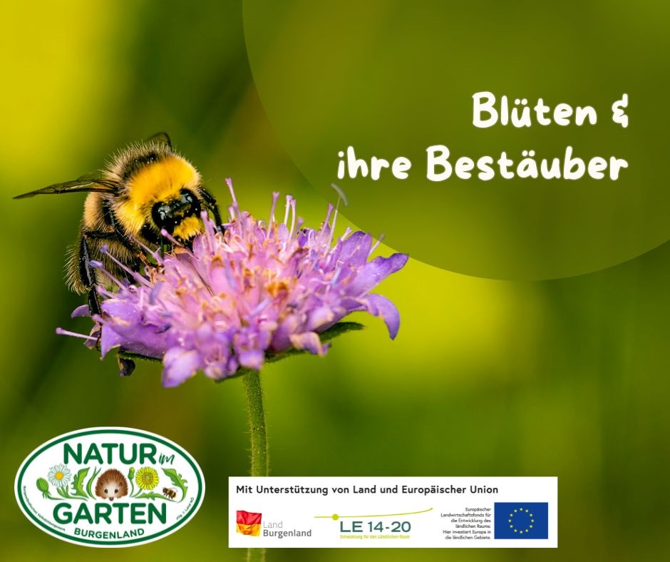Blüten und ihre Bestäuber