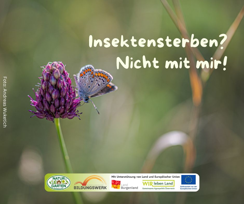 Insektensterben? Nicht mit mir!