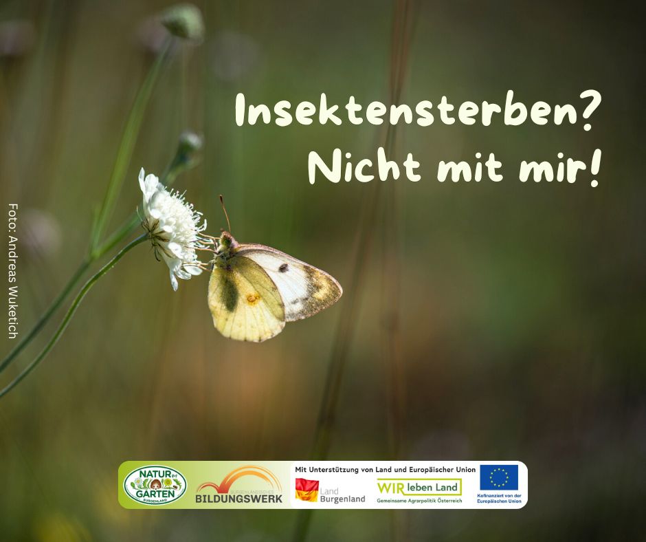 Insektensterben? Nicht mit mir!