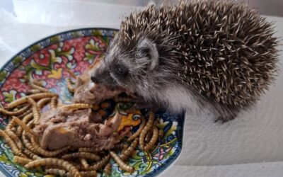 Igel in Not? So kannst du helfen!