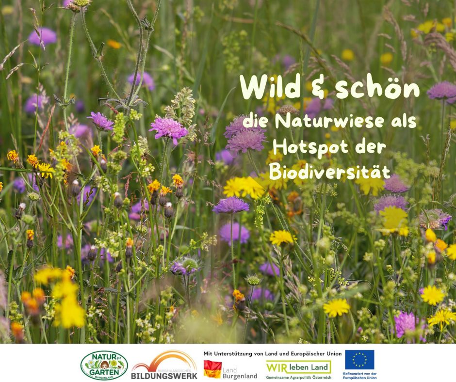 Wild & schön - die Naturwiese als Hotspot der Biodiversität