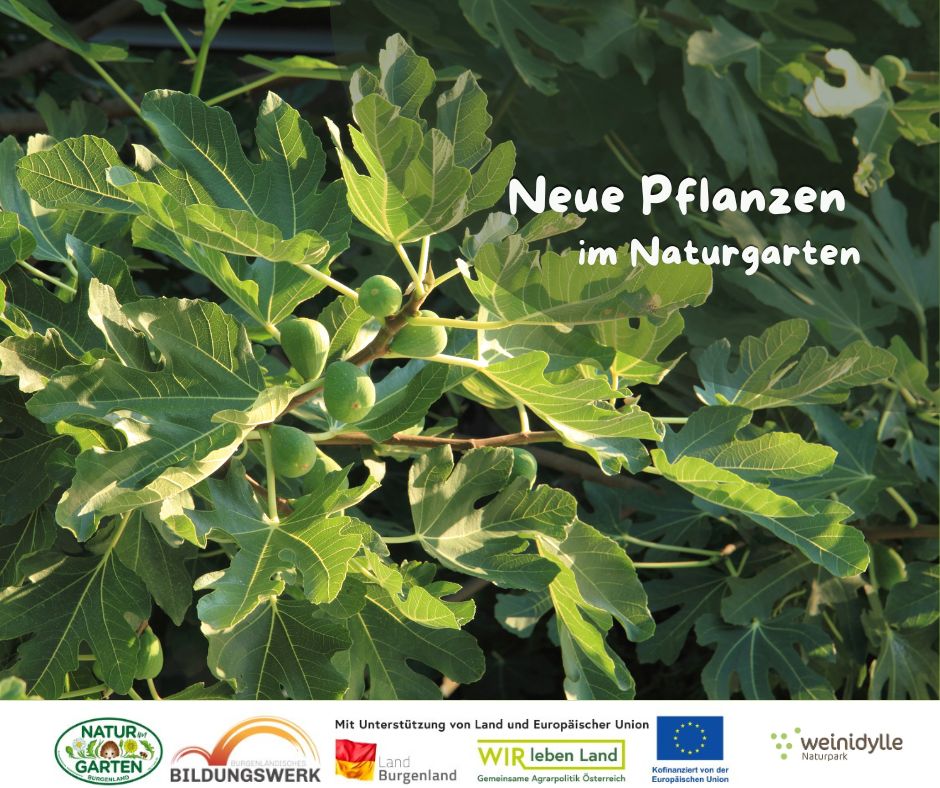 Neue Pflanzen im Naturgarten