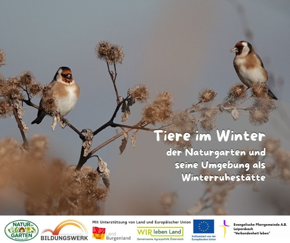 Tiere im Winter - der Naturgarten und seine Umgebung als Winterruhestätte