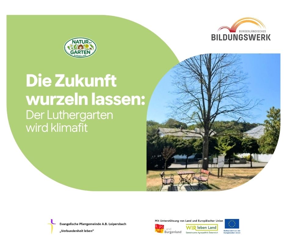 Die Zukunft wurzeln lassen: Der Luthergarten wird klimafit